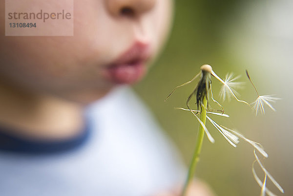 Nahaufnahme eines Jungen  der Löwenzahn bläst