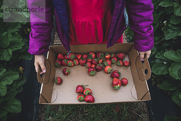 Mittendrin ein Mädchen  das Erdbeeren in einem Behälter hält  während es auf dem Feld steht