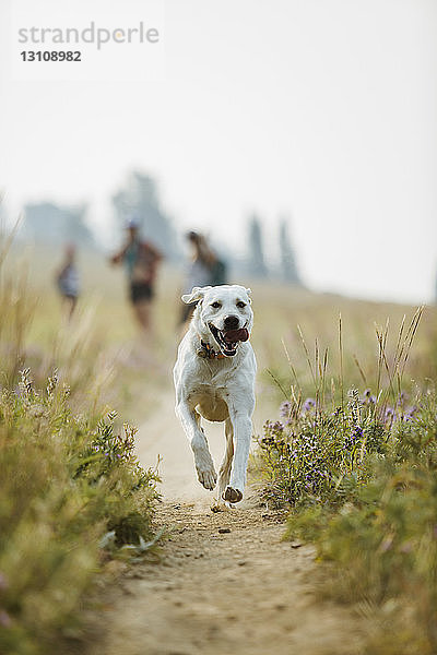 Hund rennt auf dem Feld  während Wanderer im Hintergrund im Wald stehen