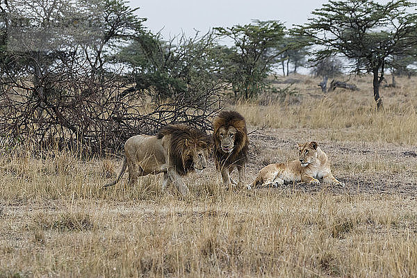 Löwen auf Grasfeld in der Maasai Mara National Reserve