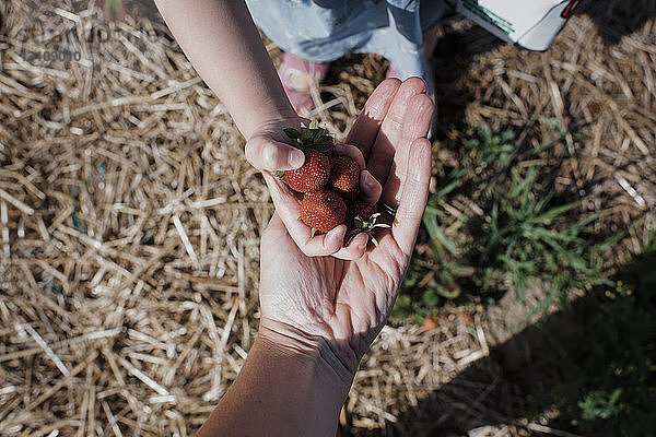 Ausgeschnittenes Bild einer Tochter  die der Mutter auf dem Bauernhof Erdbeeren gibt