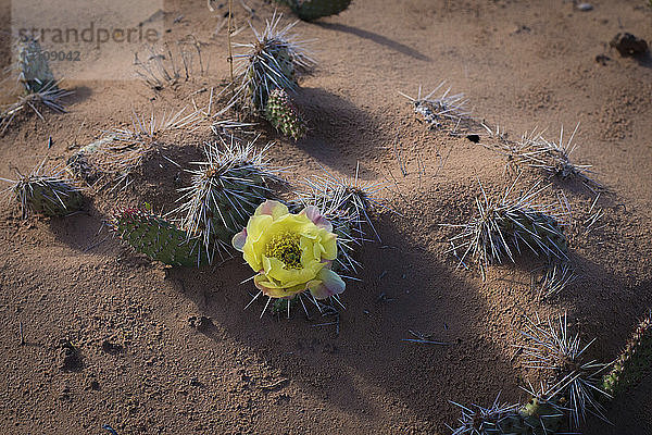 Hochwinkelansicht einer in der Wüste wachsenden Kaktusblüte