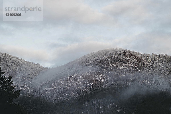 Tiefwinkelansicht von Bäumen auf dem Berg gegen bewölkten Himmel im Winter