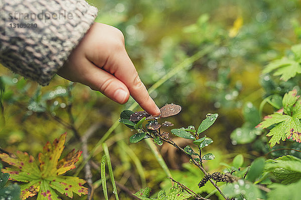 Abgehackte Hand eines Mädchens berührt Tautropfen auf Pflanze im Wald