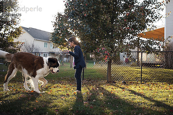 Seitenansicht eines Mädchens  das mit Bernhardiner spielt  während es auf einem Feld im Hinterhof steht
