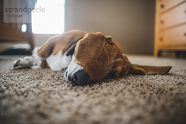 Hund liegt zu Hause auf Teppich