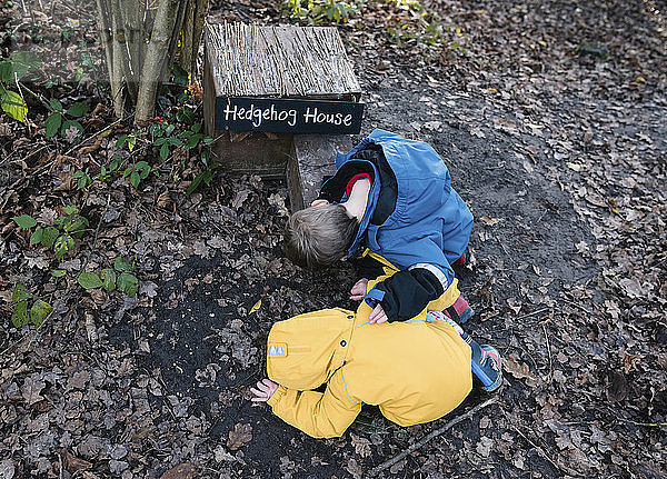 Hochwinkelaufnahme von Geschwistern  die in ein Igelhaus im Wald schauen