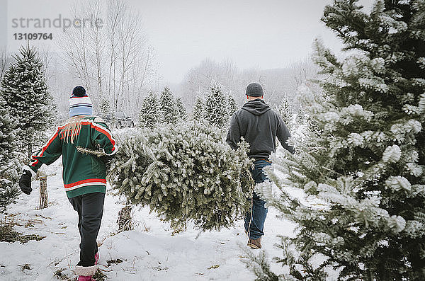 Rückansicht eines Paares  das einen Weihnachtsbaum trägt  während es auf einem Bauernhof spazieren geht
