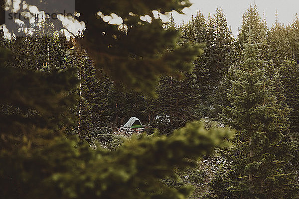 Zelt inmitten von Bäumen am Wald