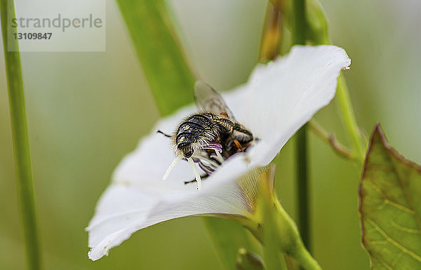 Nahaufnahme einer Honigbiene  die eine Blüte bestäubt