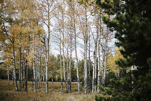 Bäume auf Feld und Wald im Herbst