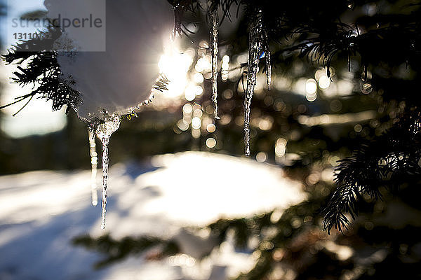 Nahaufnahme von Schnee und Eiszapfen am Baum