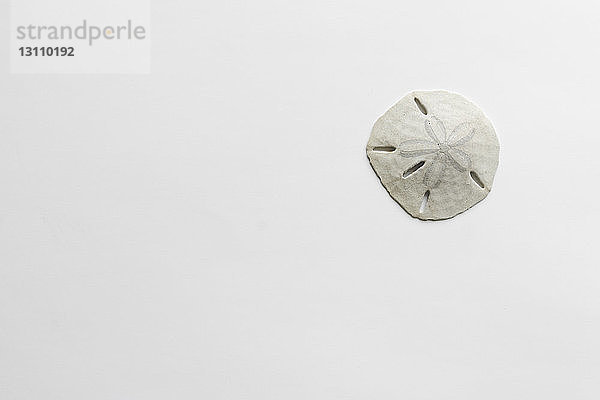 Hochwinkelansicht eines Sanddollars auf weißem Hintergrund