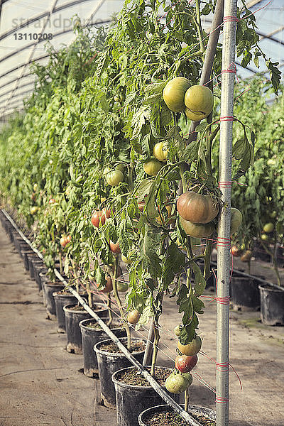 Tomaten  die im Gewächshaus wachsen