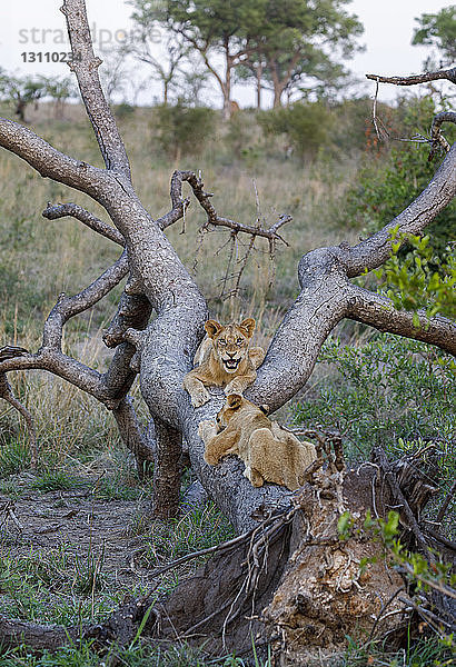 Löwenjunge spielen auf umgestürztem Baum im Wald von Sabie Park