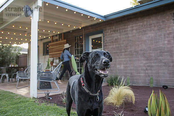 Hund steht im Hinterhof  während eine Frau das Haus betritt