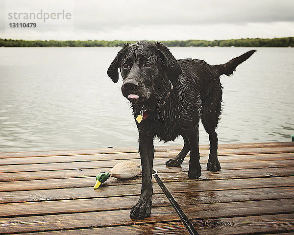 Nasser Hund auf Pier gegen See