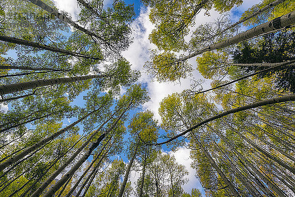 Niedrigwinkelansicht von Bäumen gegen den Himmel im Wald