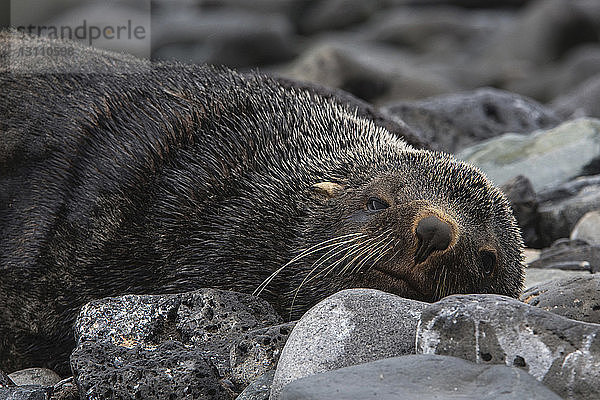 Seelöwe entspannt sich auf Felsen