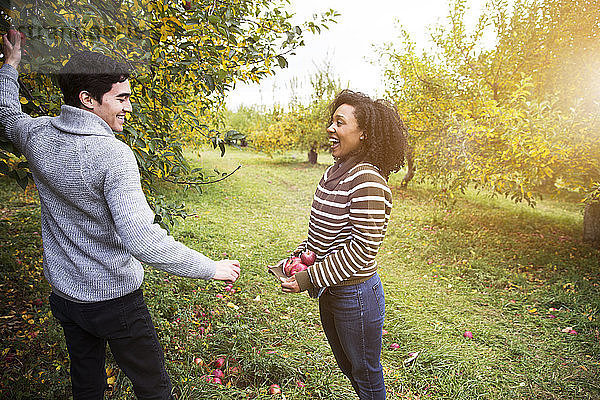Mann schenkt lächelnder Freundin Apfel im Obstgarten