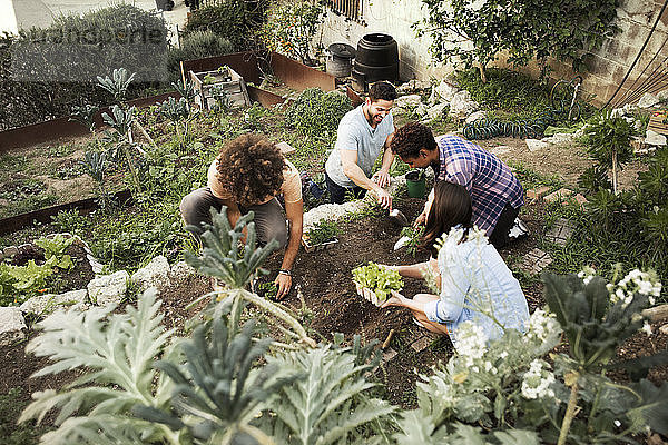 Hochwinkelansicht von multi-ethnischen Freunden bei der Gartenarbeit im Gemeinschaftsgarten