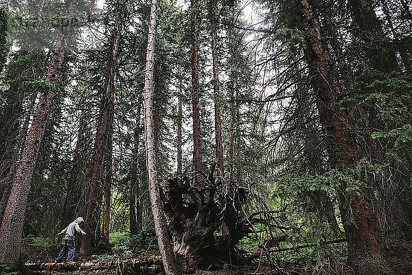 Seitenansicht eines Jungen  der im Wald auf einem Baumstamm läuft