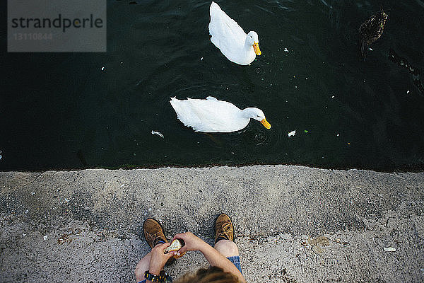 Hochwinkelaufnahme eines Mädchens  das im See schwimmende Enten füttert