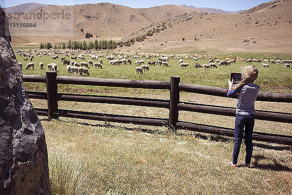 Rückansicht eines Mädchens  das Schafe durch einen Tablet-Computer fotografiert  während es auf dem Feld steht