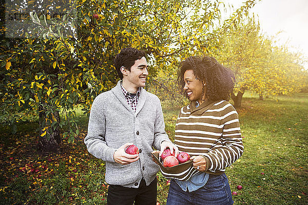 Paar mit Äpfeln  die sich gegenseitig im Obstgarten anschauen