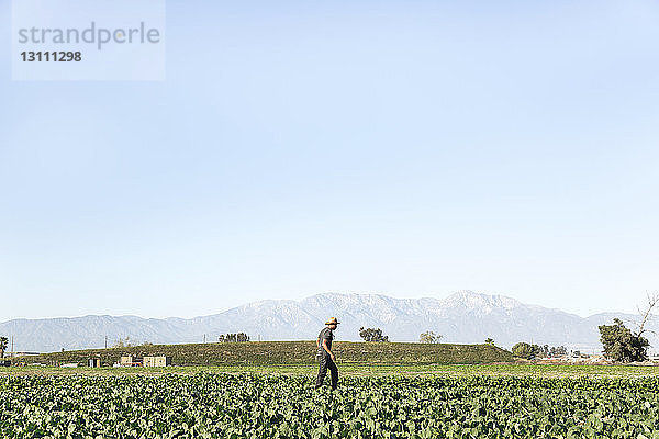 Landwirt geht auf Feld gegen klaren Himmel