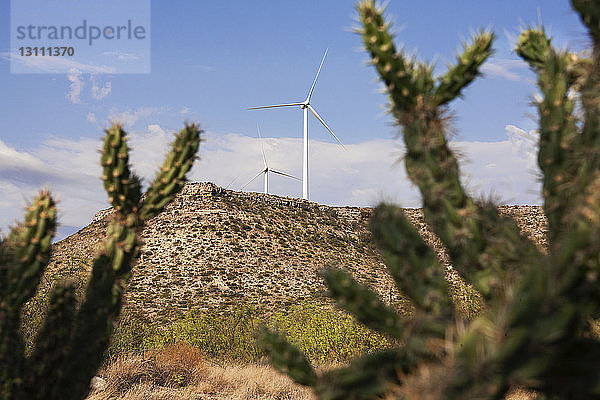 Kakteen auf dem Feld gegen Windturbinen