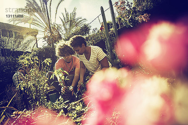 Ehepaar pflanzt Gemüse im Gemeinschaftsgarten