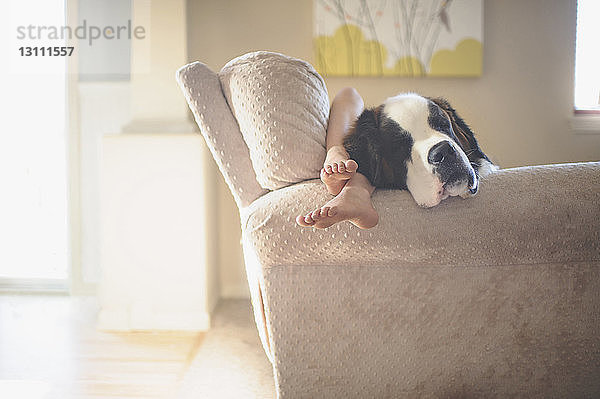 Mädchen von Bernhardiner auf Sofa