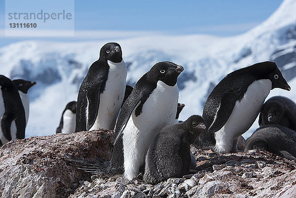 Pinguine auf Felsen gegen den Himmel im Winter