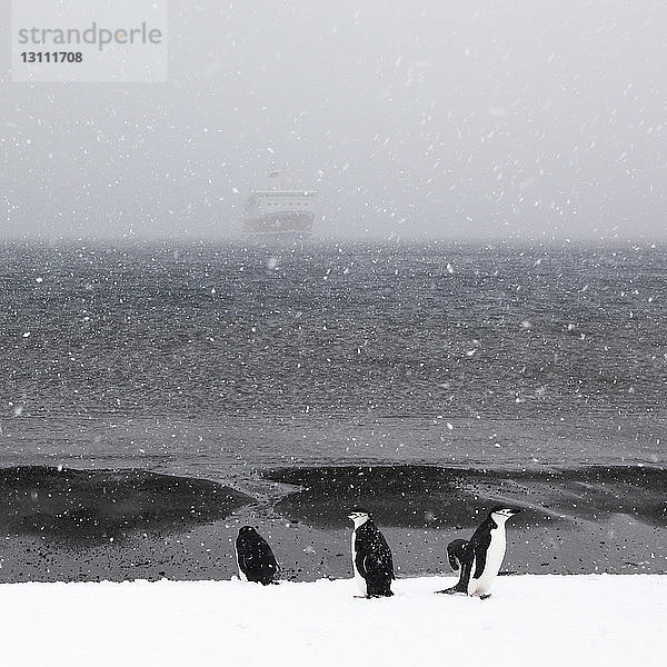 Pinguine auf schneebedeckter Täuschungsinsel gegen das Meer