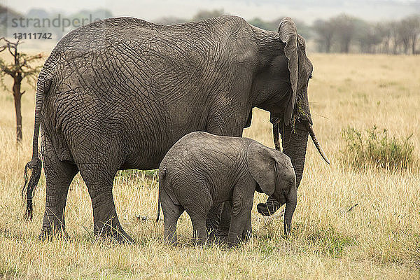 Seitenansicht von Elefant und Kalb auf Grasfeld stehend