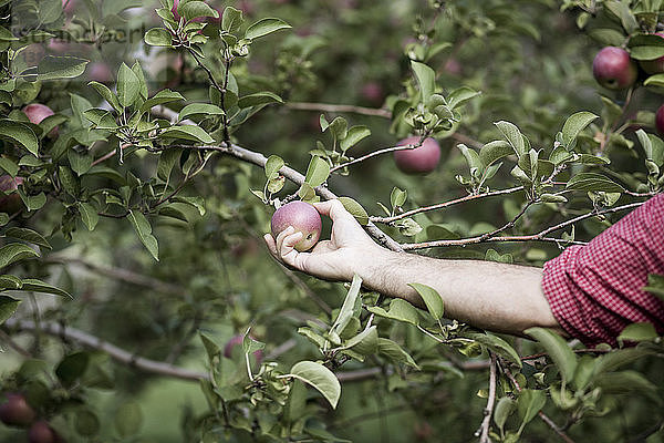 Ausschnitt eines Mannes beim Äpfelpflücken im Obstgarten