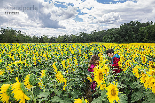 Geschwister stehen bei Sonnenblumen auf dem Bauernhof vor bewölktem Himmel