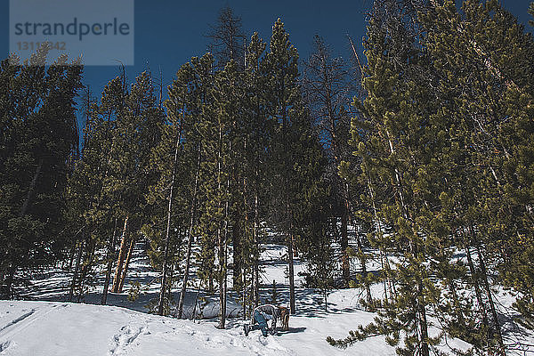 Mädchen steckt im Schnee auf Feld gegen Bäume fest