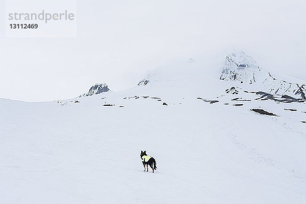 Hund steht auf schneebedecktem Feld am Mount Hood