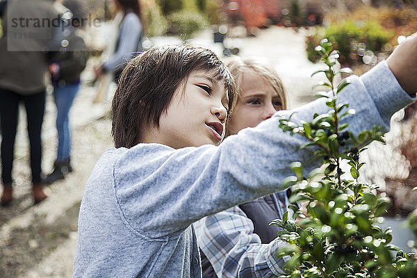 Neugierige Jungen untersuchen Pflanzen während einer Exkursion