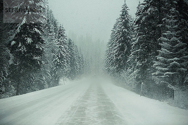 Leere Straße zwischen Bäumen bei nebligem Wetter