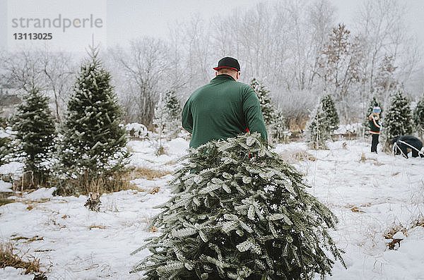 Rückansicht eines Mannes  der einen Weihnachtsbaum trägt  während er auf einem Bauernhof spazieren geht