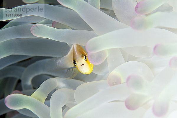 Nahaufnahme eines rosa Anemonenfisches  der inmitten einer prächtigen Seeanemone schwimmt