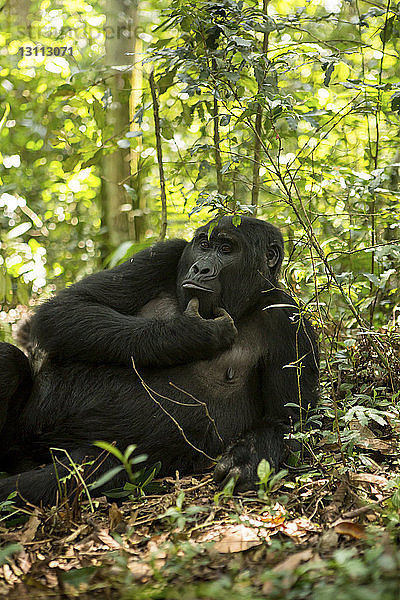 Niedrigwinkelansicht eines Schimpansen  der sich auf einem Feld im Wald entspannt