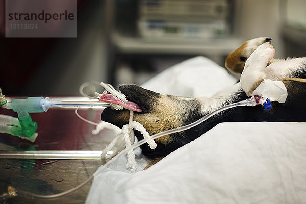 Seitenansicht eines Hundes  der im Krankenhaus behandelt wird