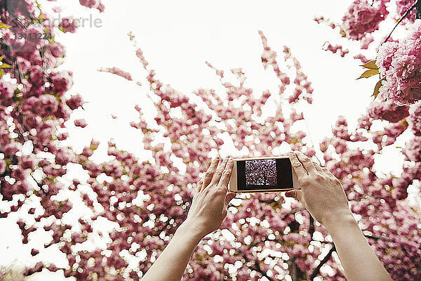Niedrigwinkelansicht einer Frau  die blühende Zweige über ein Smartphone fotografiert