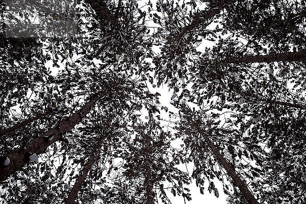 Niedrigwinkelansicht von Bäumen  die im Wald gegen den Himmel wachsen