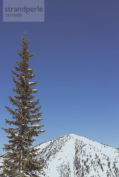 Landschaftsansicht von Baum und schneebedecktem Berg vor klarem Himmel