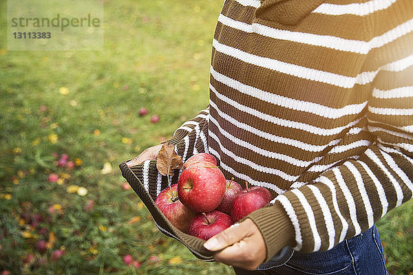 Mittelteil einer Frau  die Äpfel trägt  während sie im Obstgarten steht